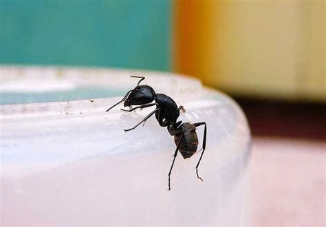 門口堆放雜物 家裡有螞蟻代表什麼